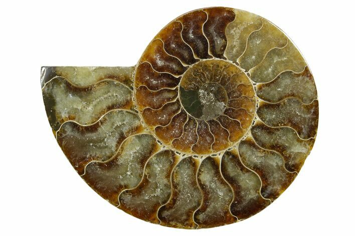 Cut & Polished Ammonite Fossil (Half) - Madagascar #379180